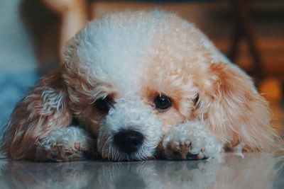 Close-up portrait of dog lying down