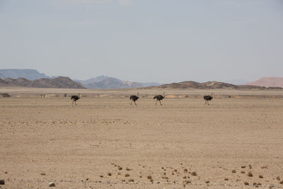 Ostriches on field against sky