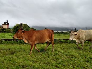 Cows walking in land