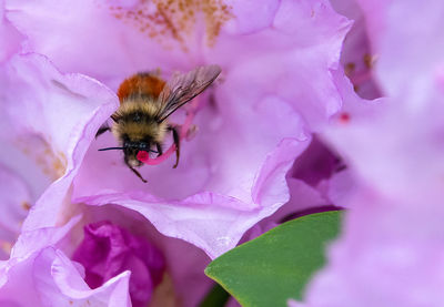 Close-up of bee on flower