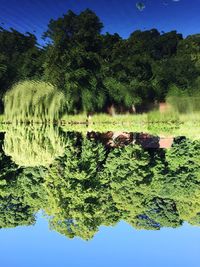 Tree by lake against clear blue sky