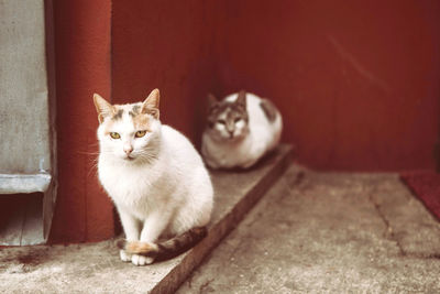 Portrait of cat sitting outdoors