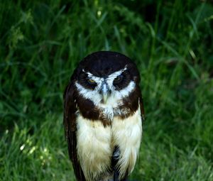 Close-up of a bird