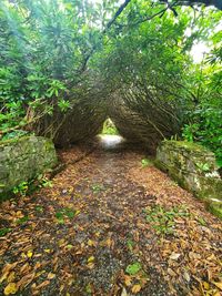 Footpath amidst trees in forest during autumn