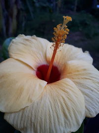 Close-up of hibiscus flower