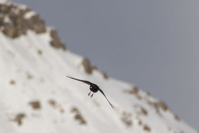 Close-up of insect flying