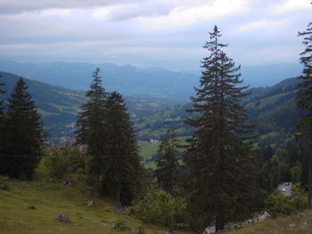 Trees on landscape against sky