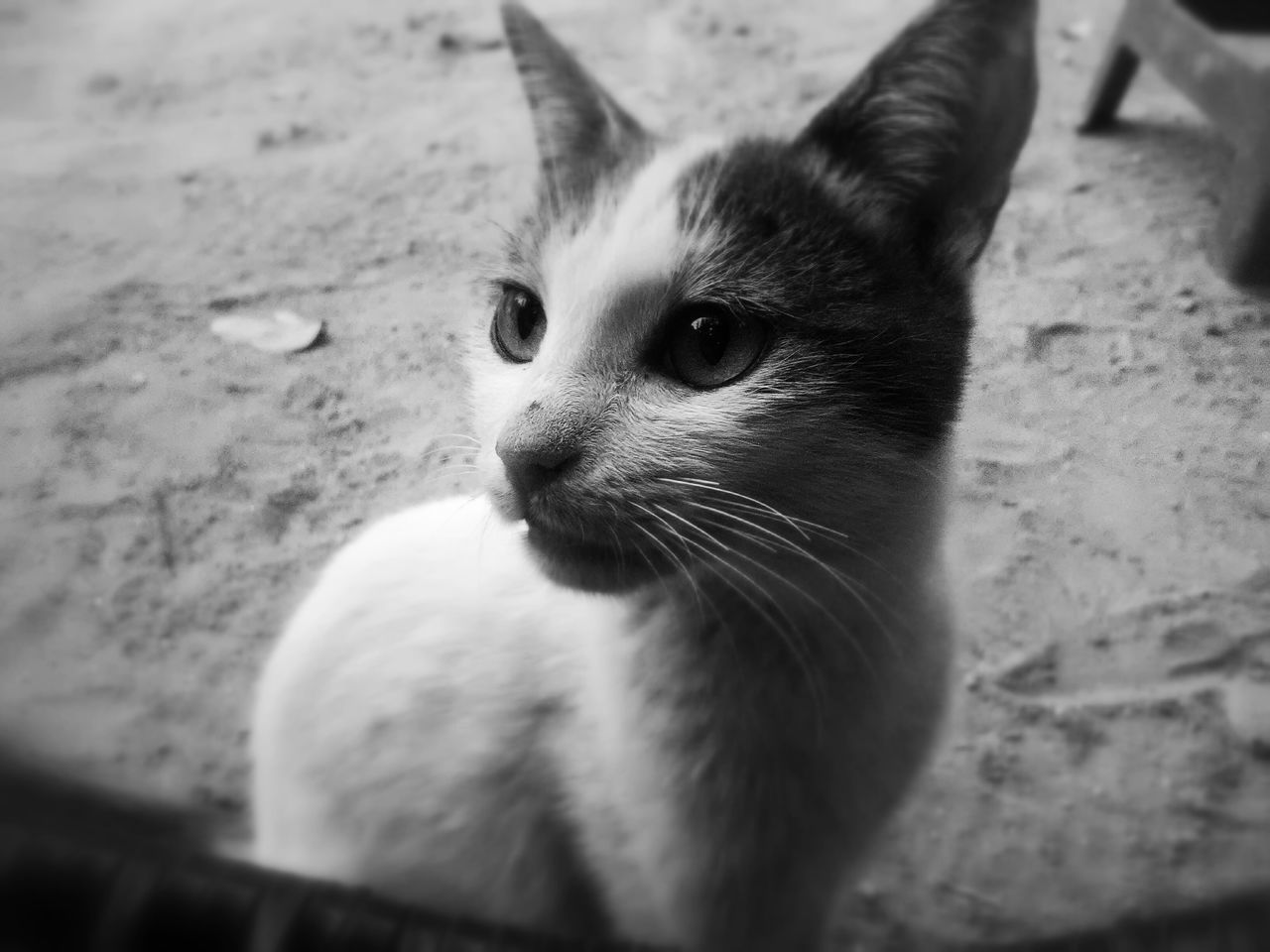 pets, domestic cat, mammal, cat, close-up, whisker, looking away, focus on foreground, feline, portrait, black color, alertness, outdoors, no people, day, selective focus, animal head, staring, nature, animal eye, animal