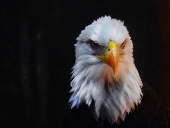 Close-up of eagle against black background