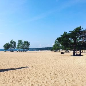 Trees on beach against clear blue sky