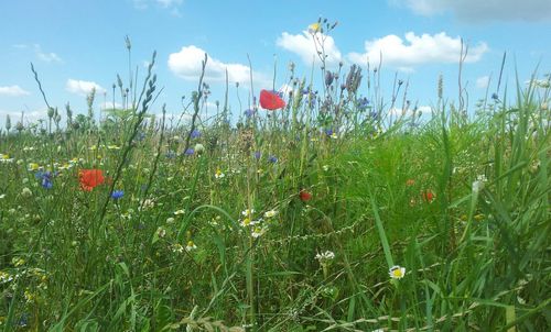 Plants growing on field