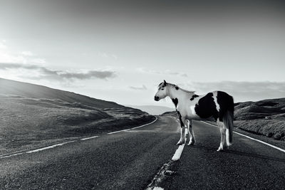 Horse standing on road against sky