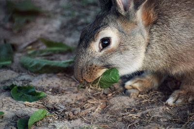 Close-up of rabbit eating grass