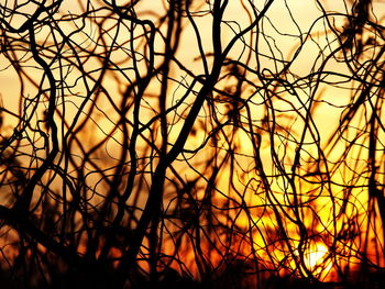 Silhouette of tree against sky during sunset