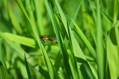 Close-up of insect on leaf