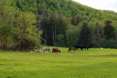 Horses grazing in a field