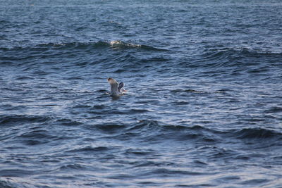 Man swimming in sea