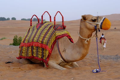 camel