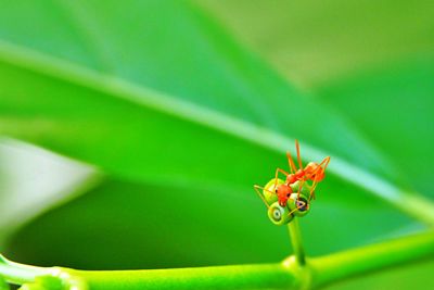 Close-up of an ant insect on green leaf