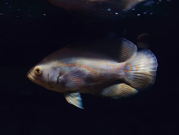 Close-up of fish underwater