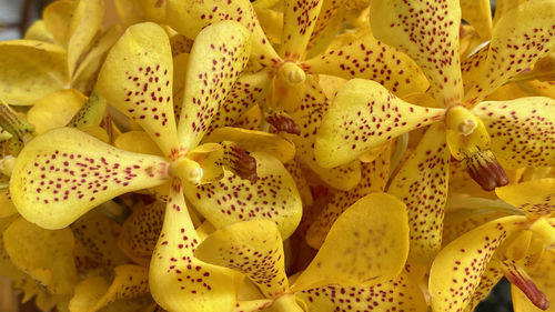 Full frame shot of yellow lilies