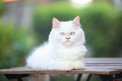 Portrait of white cat sitting on table