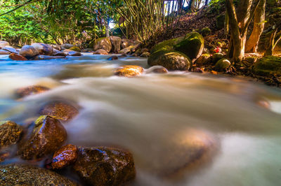 Stream flowing through forest