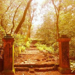 Narrow pathway along trees