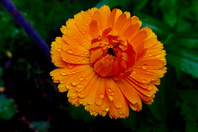 Close-up of yellow flower