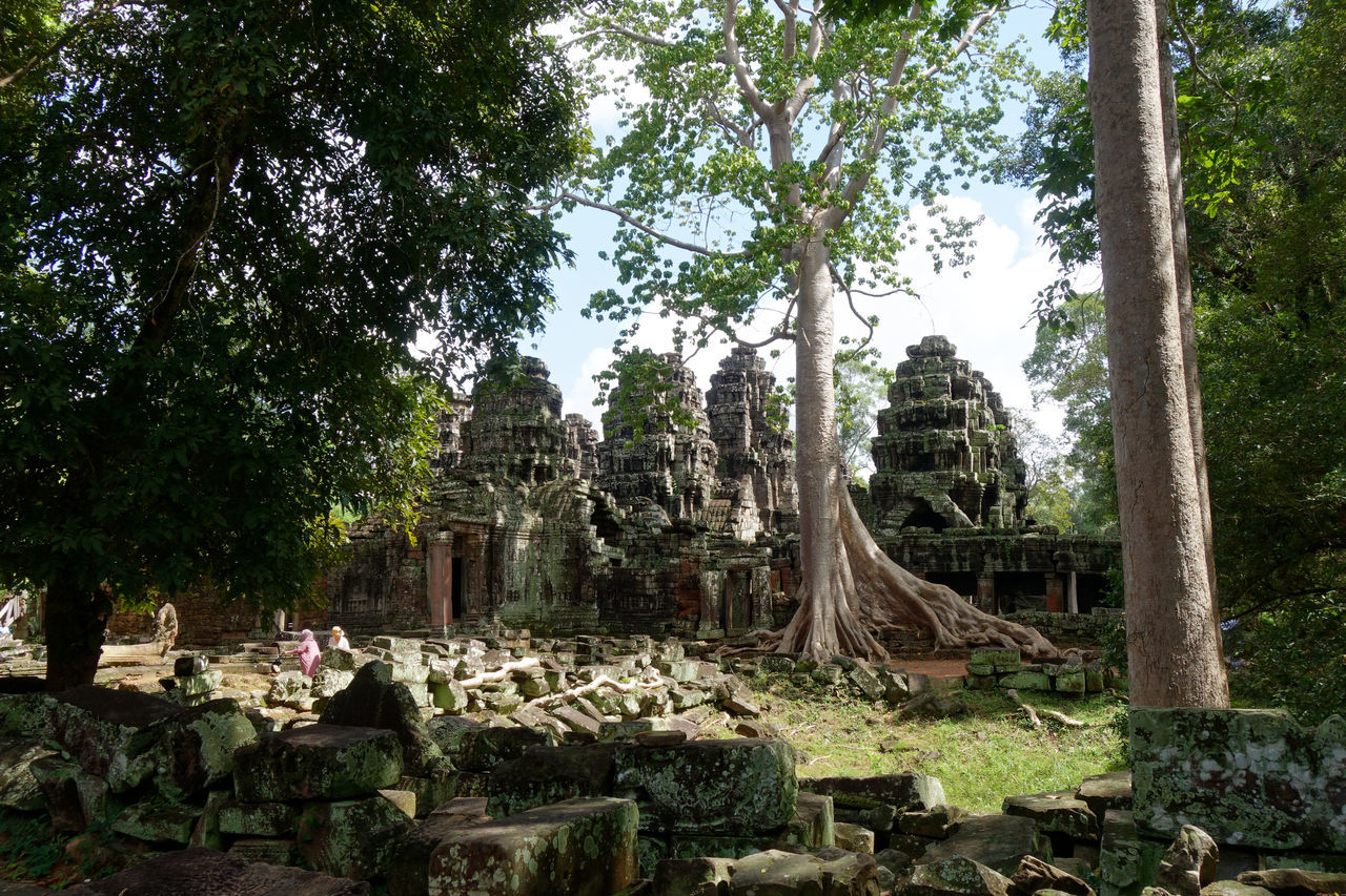 tree, plant, architecture, history, temple - building, religion, nature, the past, ancient, built structure, old ruin, belief, ruins, spirituality, no people, growth, stone material, garden, place of worship, travel destinations, day, building, travel, jungle, ancient civilization, outdoors, old, forest, tourism, building exterior, land, tranquility, temple, tree trunk, green