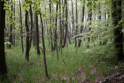 View of trees in forest