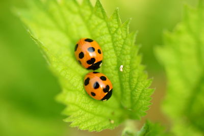 Close-up of ladybug on leaf