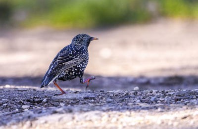 Close-up of bird perching on rock