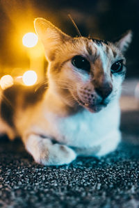 Close-up of cat sitting on street at night