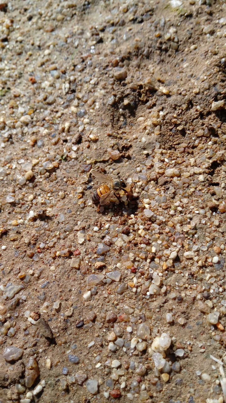 CLOSE-UP OF ANT ON A ROCK