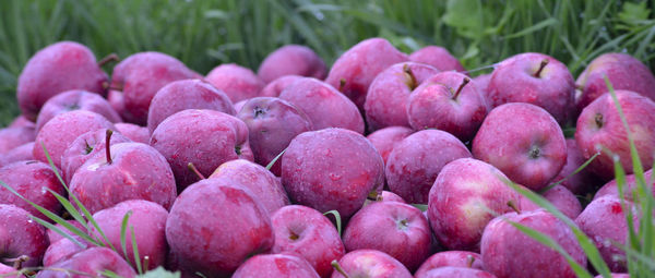 Close-up of fruits