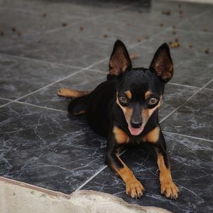 High angle portrait of dog relaxing on floor