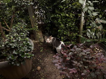 Cat in a flower plants