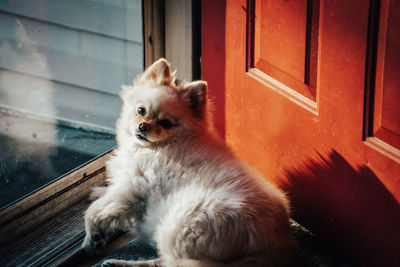 Portrait of pomeranian 
