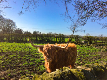 Cow grazing in field against sky