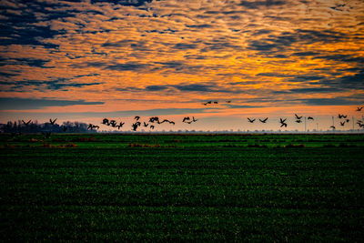 Flock of birds in the field