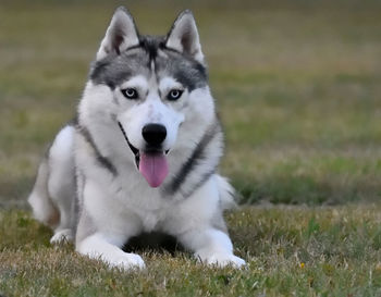 Portrait of dog sticking out tongue on field