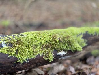 Close-up of moss growing on tree