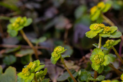 Close-up of purple flowering plant