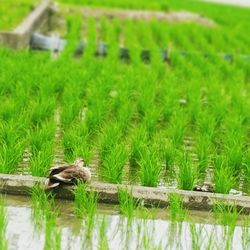 Close-up of rice in farm