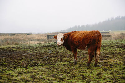 Cow standing on field against clear sky