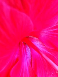 Macro shot of pink flower