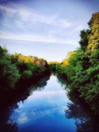 Reflection of trees in water