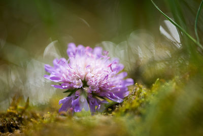 Close-up of flower against blurred background