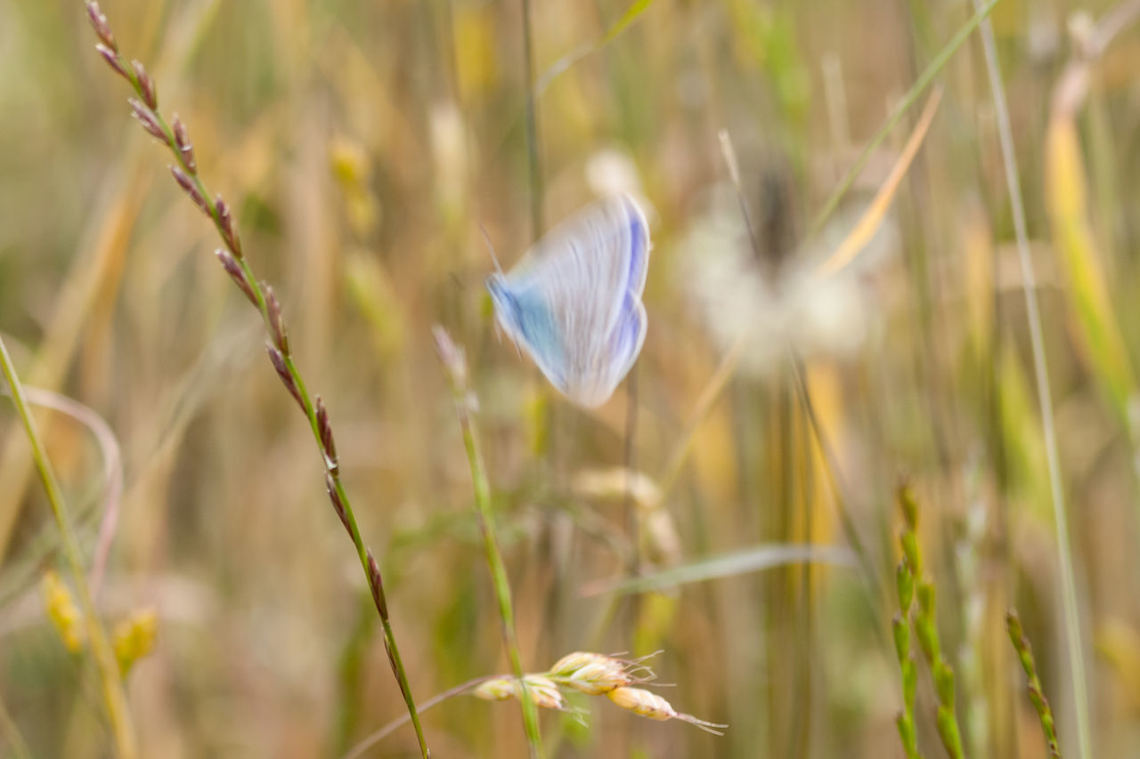 Polyommatus